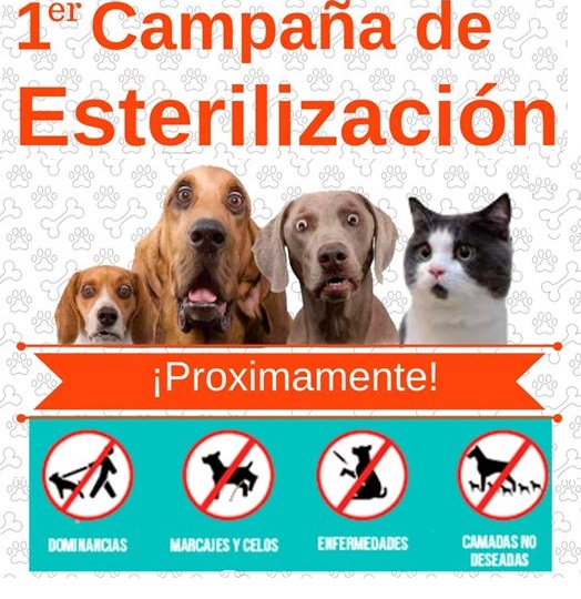 ESTERILIZACIÓN DE PERROS Y GATOS ESTERILIZACIÓN DE PERROS Y GATOS